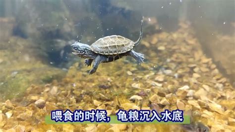 深水養龜